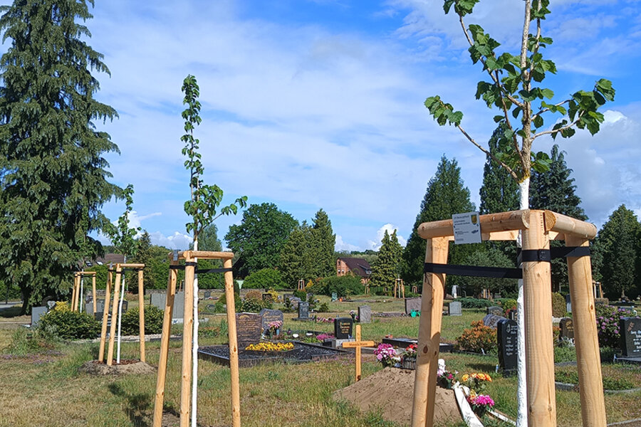 Neue Bäume auf dem Friedhof