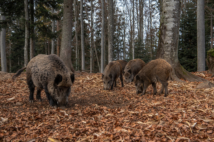 Wildschweine im Wald