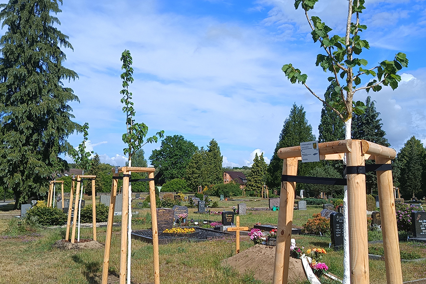 Neue Bäume auf dem Friedhof