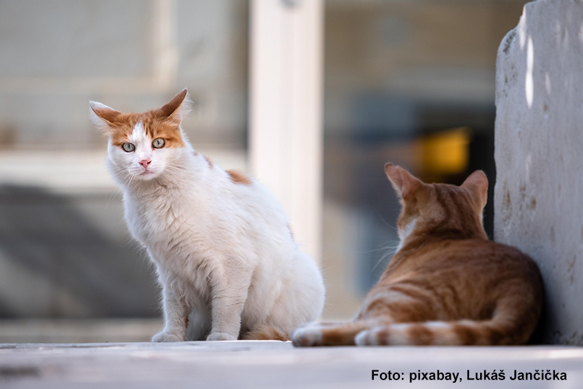 Streunerkatzen
